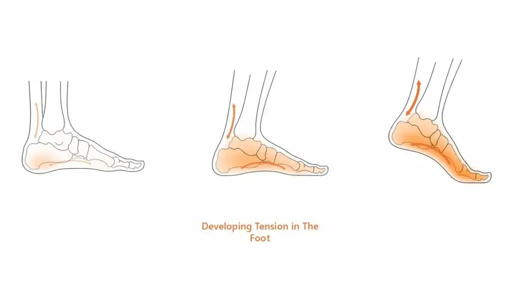 Sequence showing progressive tension development through the plantar fascia and medial foot as the foot stiffens during stance and prepares for propulsion.