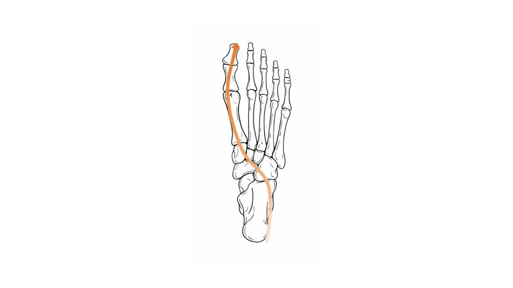 The First Ray: Directing Propulsion Through the Hallux