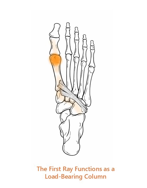 Illustration of the first ray and hallux highlighting their role as a load-bearing column during late stance and propulsion.